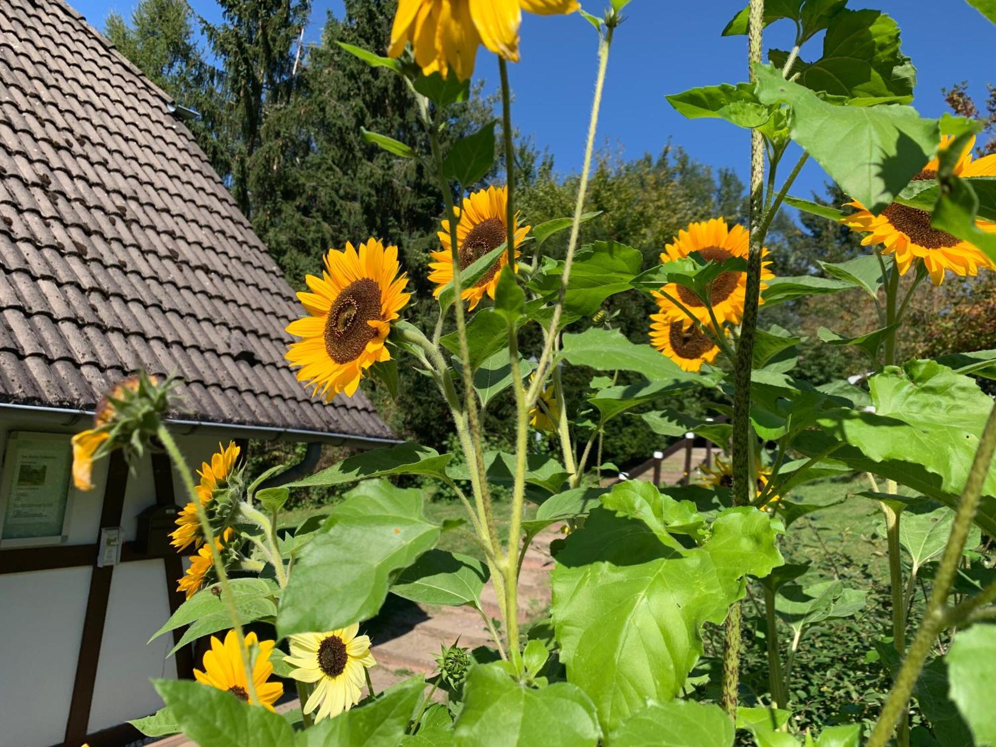 Die Kleine Ferienvilla Am Edersee Frankenau Esterno foto